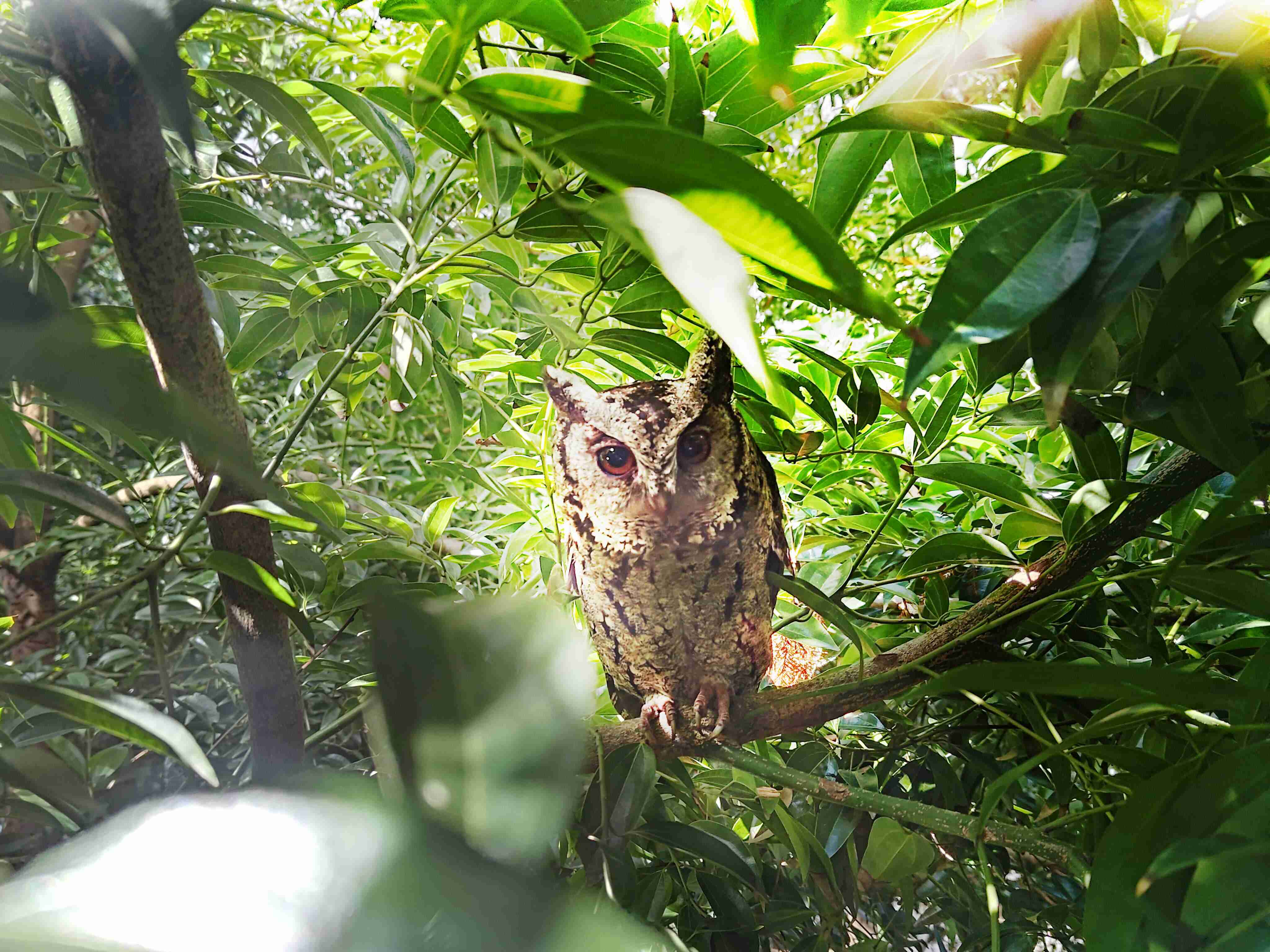巨星国际致力提倡净零绿生活，，，16年以来在全球各厂区植树逾百万棵，，，，造就各厂区树木蔚然成林，，犹如森林工厂，，，成为许多生物的栖息地